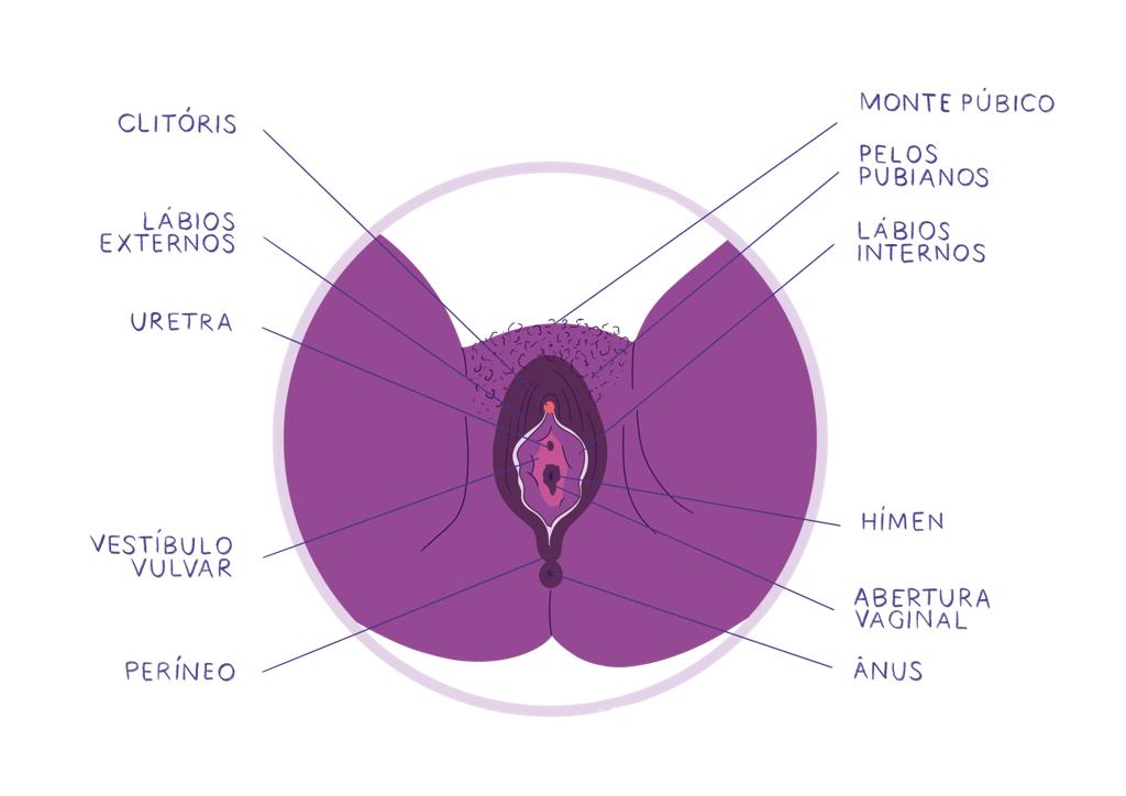 anatomia do prazer